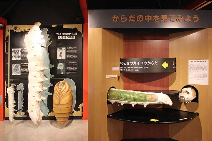 Giant model of silkworm / Rotating model of silkworm anatomy