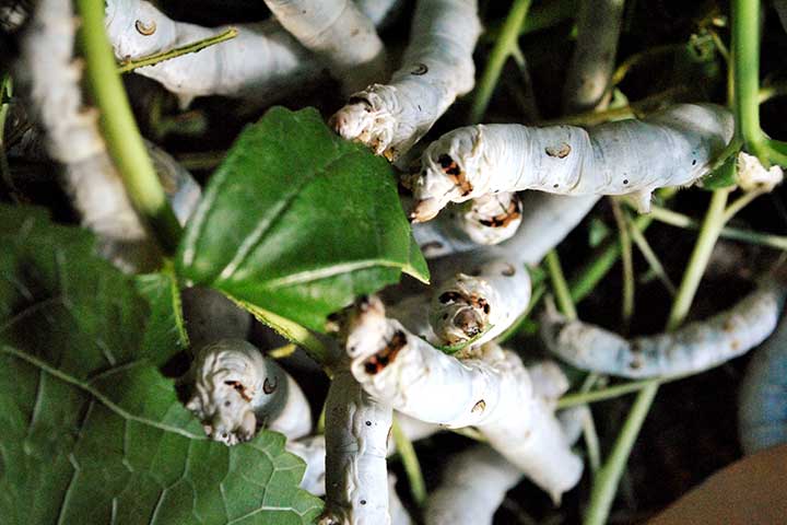 Farmed silkworms