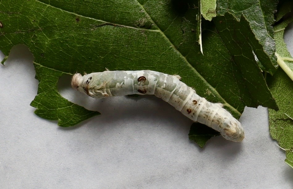 展示中のカイコに突然変異が発生か?「透明皮膚を持つカイコ」